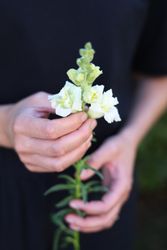 Snapdragon Madame Butterfly Ivory F1