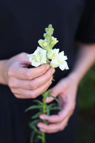 Snapdragon Madame Butterfly Ivory F1