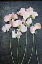 Sweet Pea Castlewellan