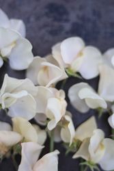Luktärt Juliet