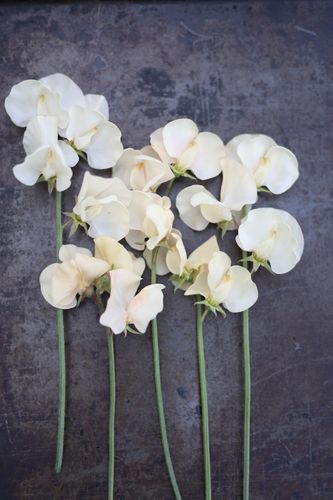 Luktärt Juliet
