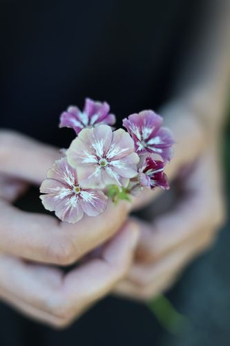Phlox Creme Brulee