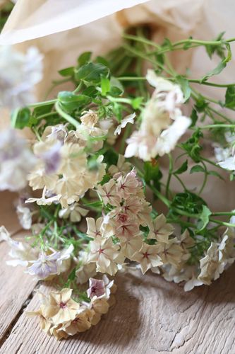 Phlox Creme Brulee