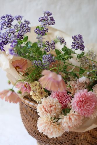 Phlox Sugar Stars