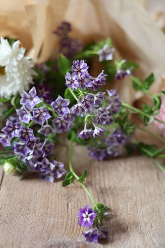Phlox Sugar Stars