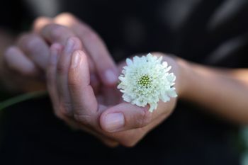 Pincushion Snow Maiden