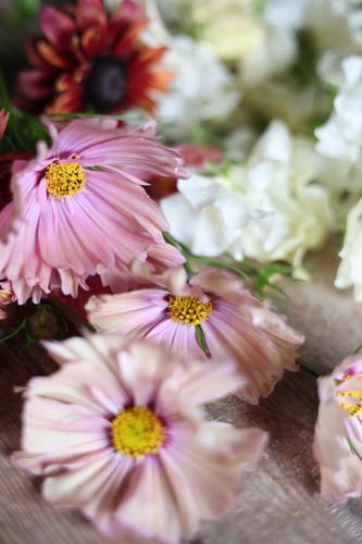 Cosmos Apricotta