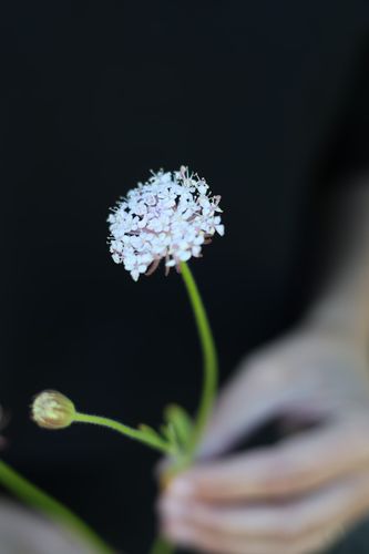 Laceflower Lacy Pink