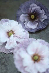 Poppy Amazing Grey