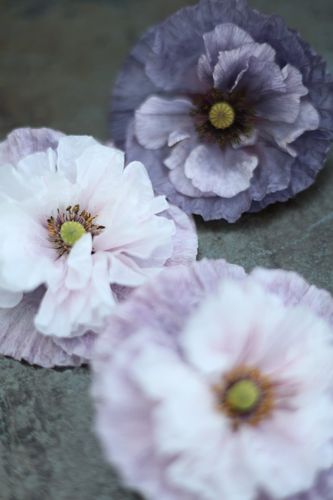 Poppy Amazing Grey