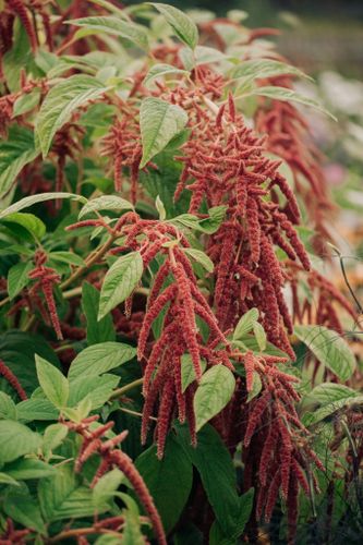 Amaranth Coral Fountain
