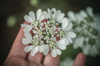Orlaya Grandiflora White Lace