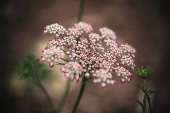 Wildcarrot Dara