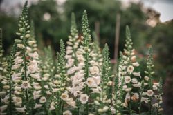 Fingerborgsblomma Camelot Cream F1