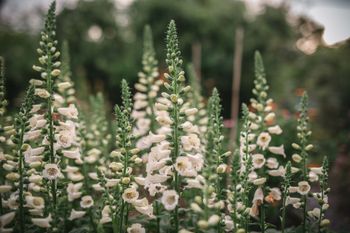 Fingerborgsblomma Camelot Cream F1