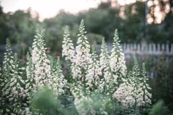 Fingerborgsblomma Camelot Cream F1