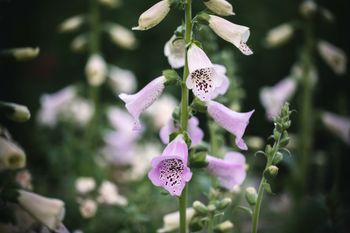 NYHET! Fingerborgsblomma Camelot Lavender F1