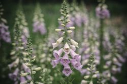 NYHET! Fingerborgsblomma Camelot Lavender F1