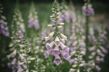 NYHET! Fingerborgsblomma Camelot Lavender F1