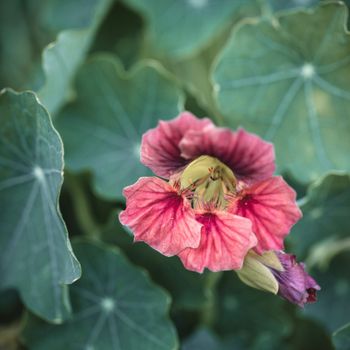 Nasturtium Ladybird Rose