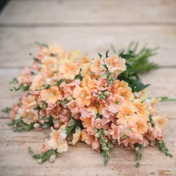 Lejongap Chantilly Delight Mixed F1