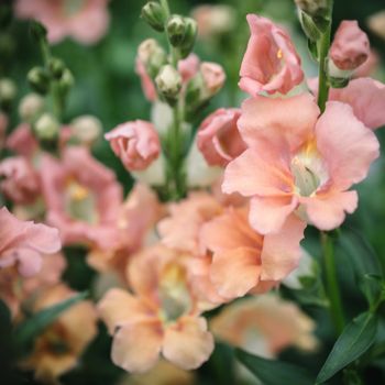 Snapdragon Chantilly Light Salmon F1