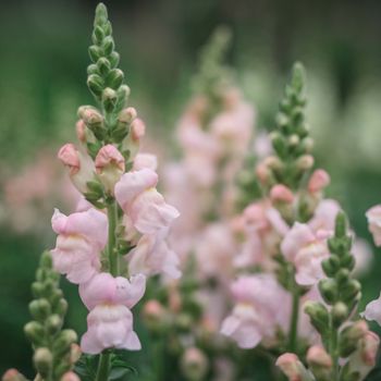 Snapdragon Costa Silver F1
