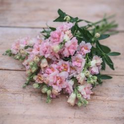 NYHET! Lejongap Double Shot Appleblossom F1
