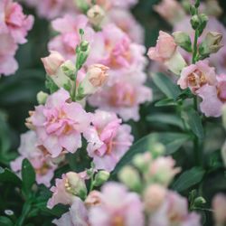 NYHET! Lejongap Double Shot Appleblossom F1