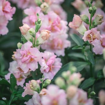 NYHET! Lejongap Double Shot Appleblossom F1
