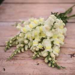 Snapdragon Early Lemon Yellow F1