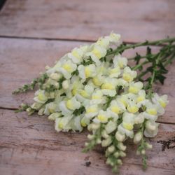 Snapdragon Early Lemon Yellow F1