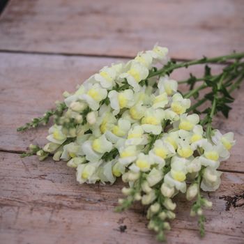 Snapdragon Early Lemon Yellow F1