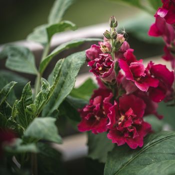 Snapdragon Madame Butterfly Red F1