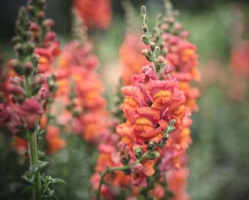 Snapdragon Potomac Orange F1