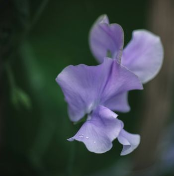 Sweet Pea Charlie's Angel