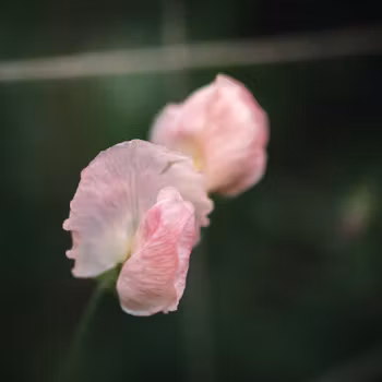 Luktärt Spring Sunshine Champagne