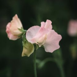 Sweet Pea Castlewellan