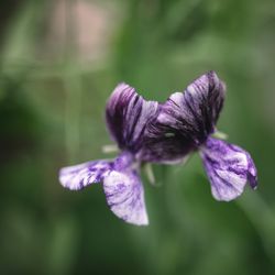 Sweet Pea Earl Grey
