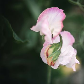 Sweet Pea High Society