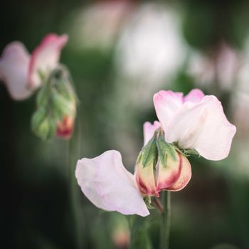 Sweet Pea High Society