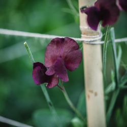 Sweet Pea Midnight