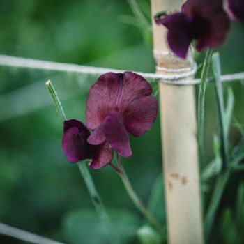 Sweet Pea Midnight