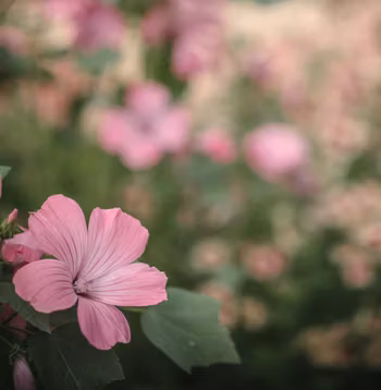 Sommarmalva Silver Cup