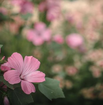 Sommarmalva Silver Cup