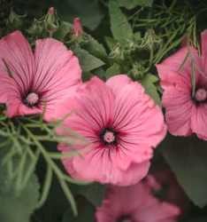 Sommarmalva Silver Cup