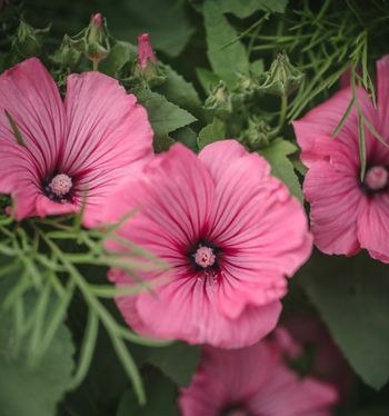 Sommarmalva Silver Cup