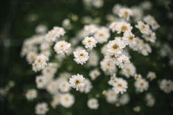 Mattram Tetra White