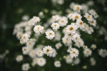 Mattram Tetra White