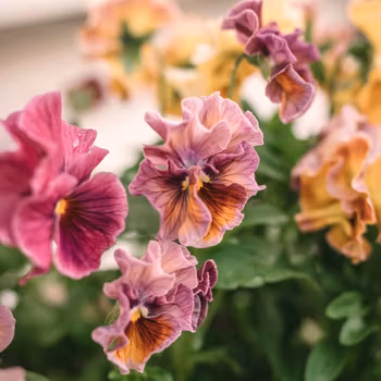 Pansy Chianti Mixed F1
